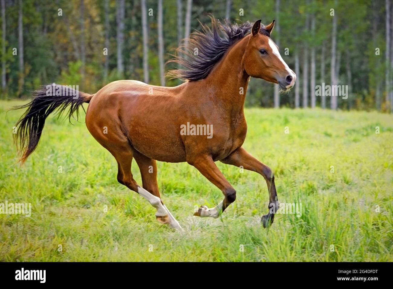 Young Bay Arabian Horse running in summer meadow. Stock Photo