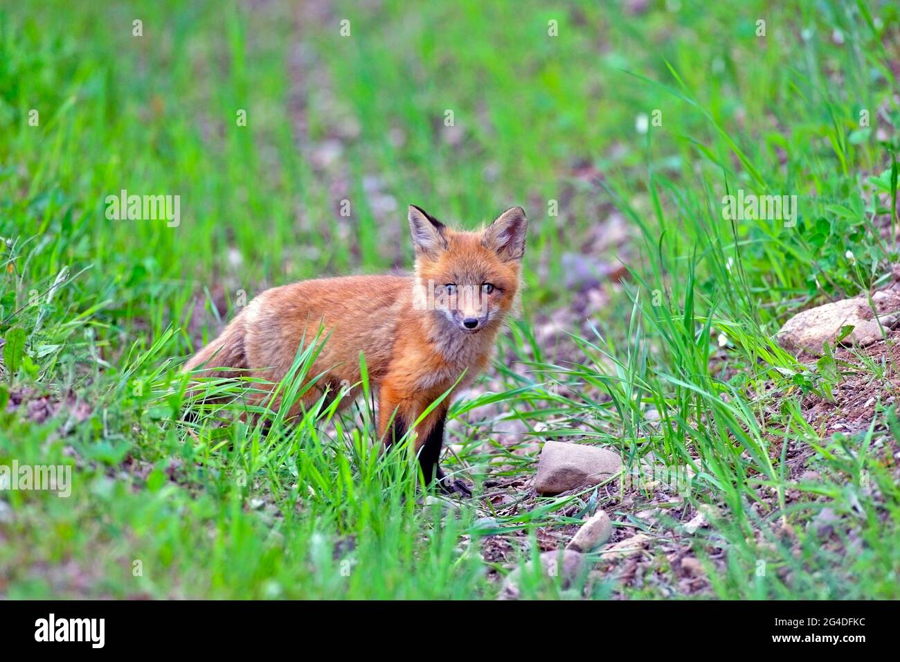 Curious Baby Red Fox standing in grass, watching Stock Photo