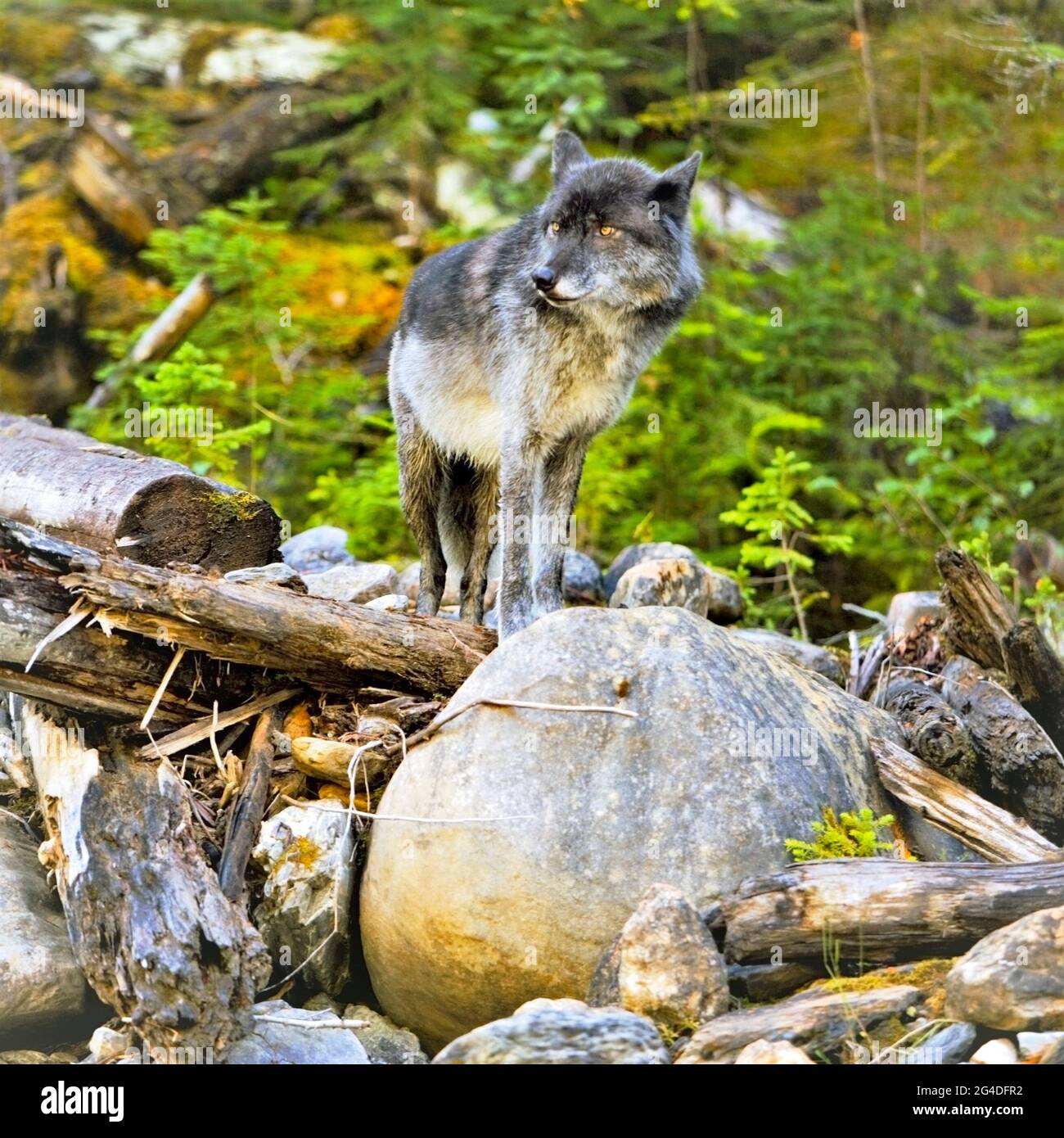 Black TimberWolf standing on rock by a mountain creek Stock Photo