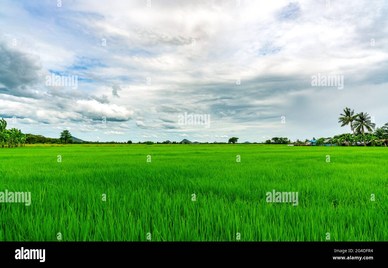 Landscape green rice field. Rice farm with mountain as background in