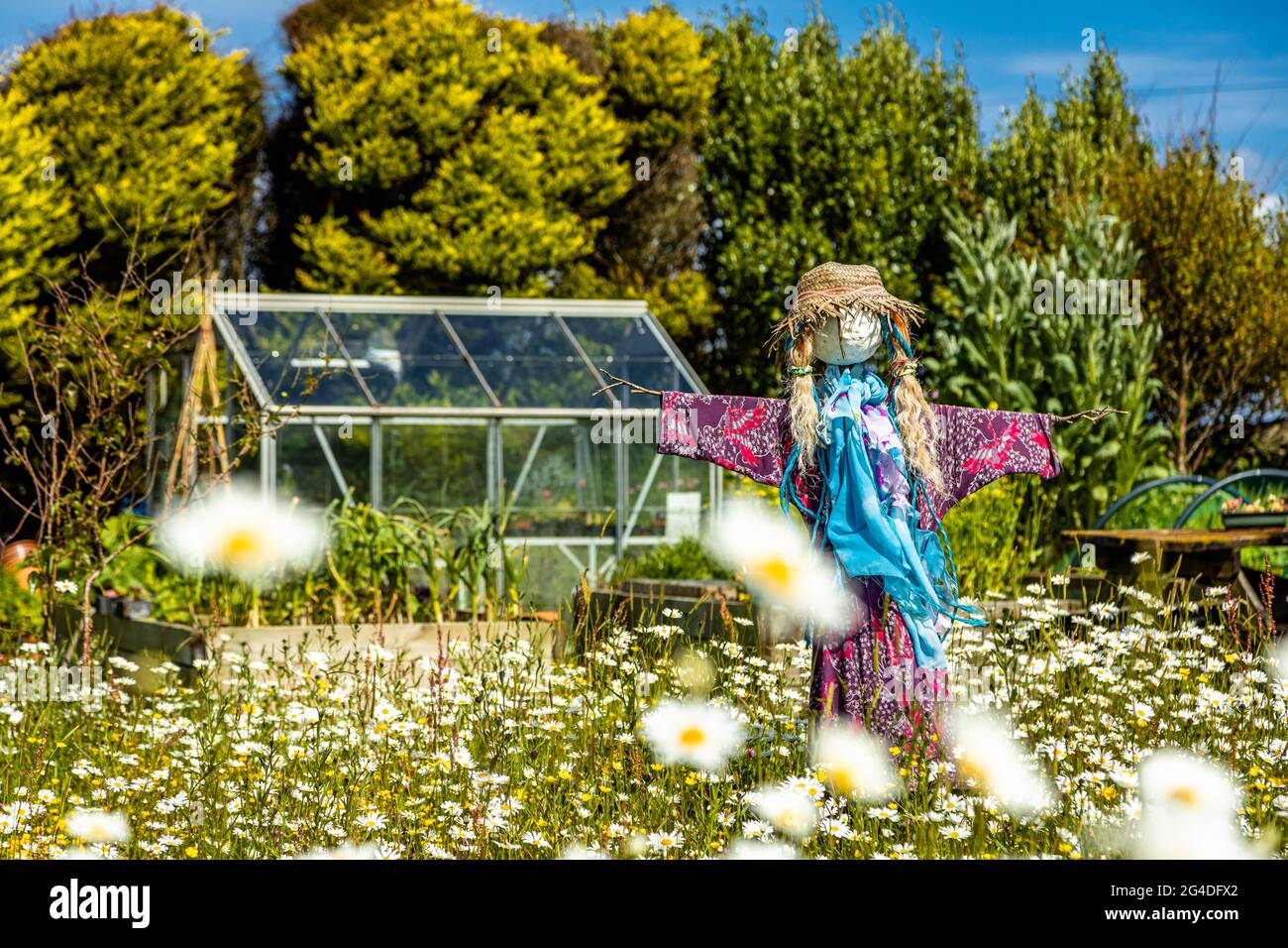 A colourful scarecrow stands guard in the garden to fend off all the birds eating the vegetables, Cornwall England UK Stock Photo
