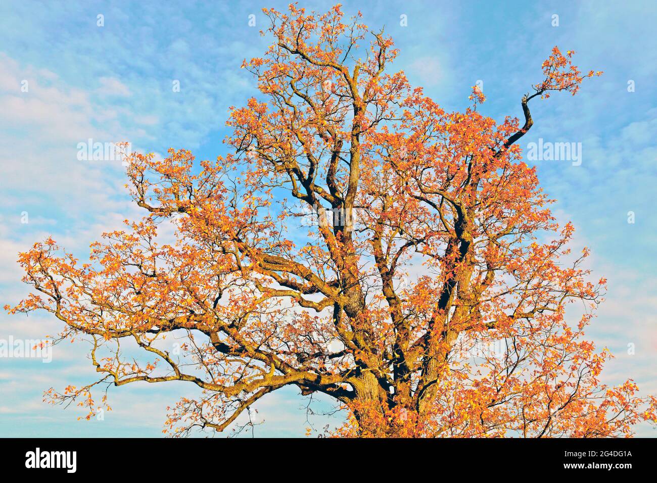 Big oak tree hi-res stock photography and images - Alamy