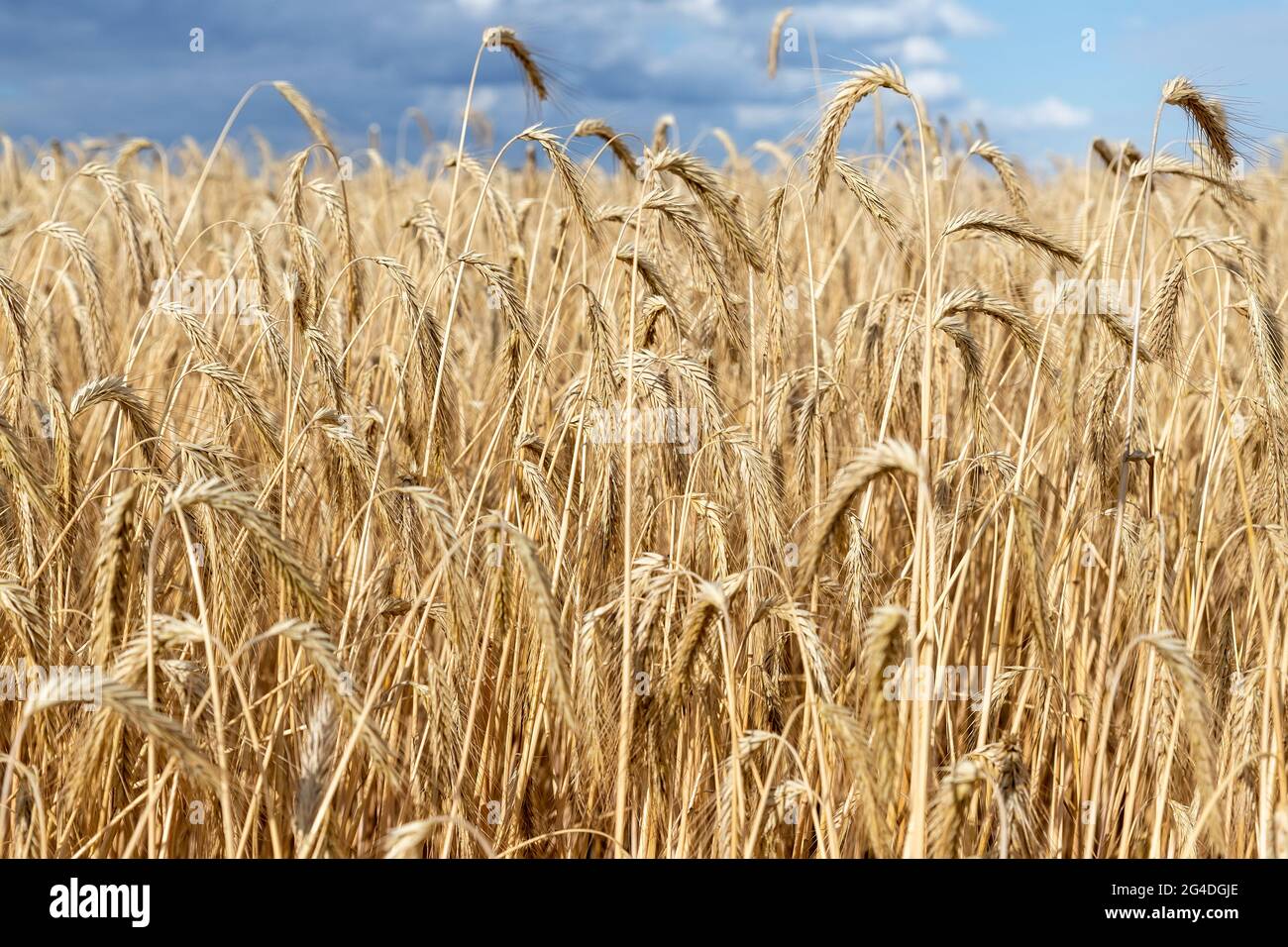 Scenic dramatic landscape of ripe golden organic wheat stalk field against dark stormy rainy overcast cloudy sky. Cereal crop harvest growth Stock Photo