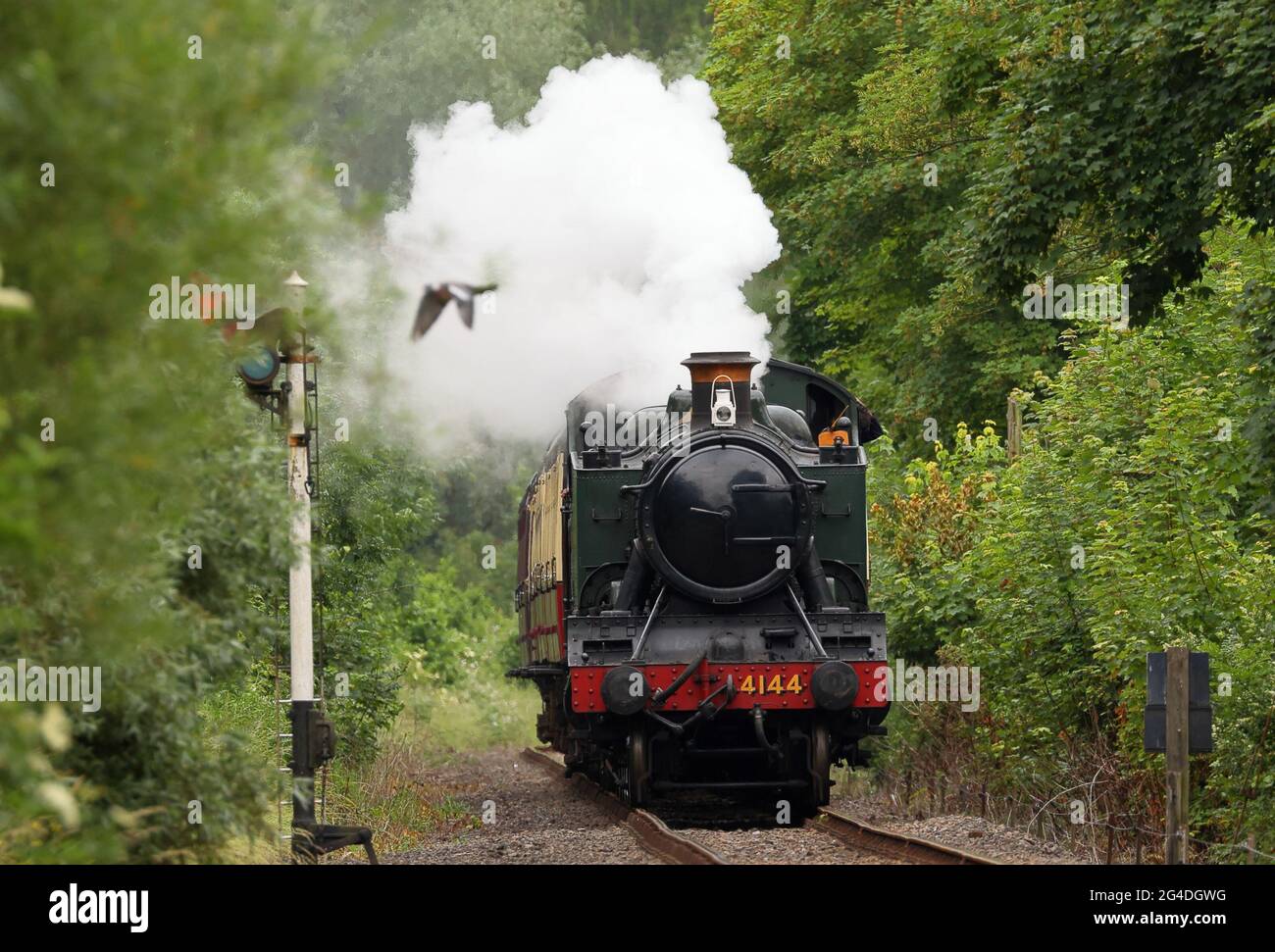 The 4144 'Prairie' steam train makes its way along the Nene Valley ...