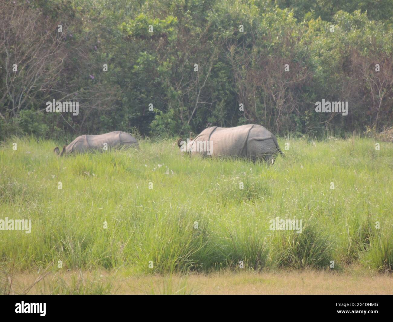 The rhinoceros grazing in Manas National Park in Assam, India Stock Photo