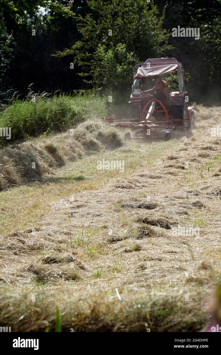 Heuernte im Naturschutzgebiet Obststreuwiesen Erftaue, Weilerswist, Nordrhein-Westfalen, Deutschland Stock Photo