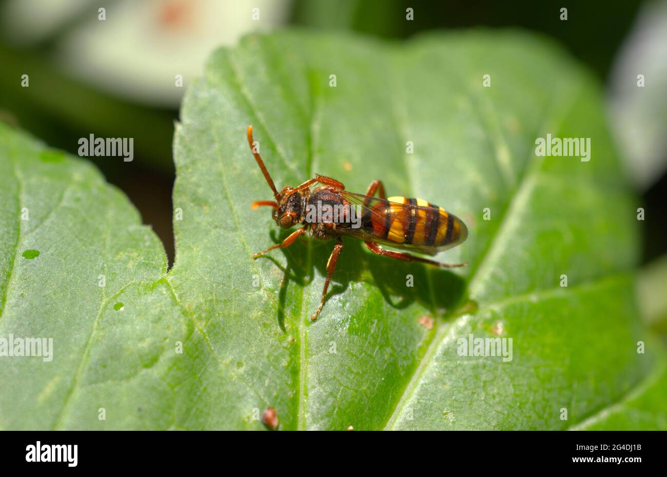 A Nomad Bee (Nomada sp.), a type of cleptoparasitic solitary bee, cleaning its eyes and face with its leg whilst resting on a leaf in Sussex, England. Stock Photo