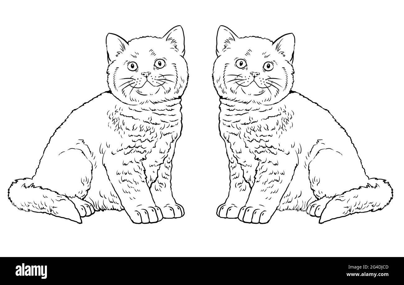 Cute kittens for coloring. Template for a coloring book with little cats. Britain cat. British Shorthair. Stock Photo