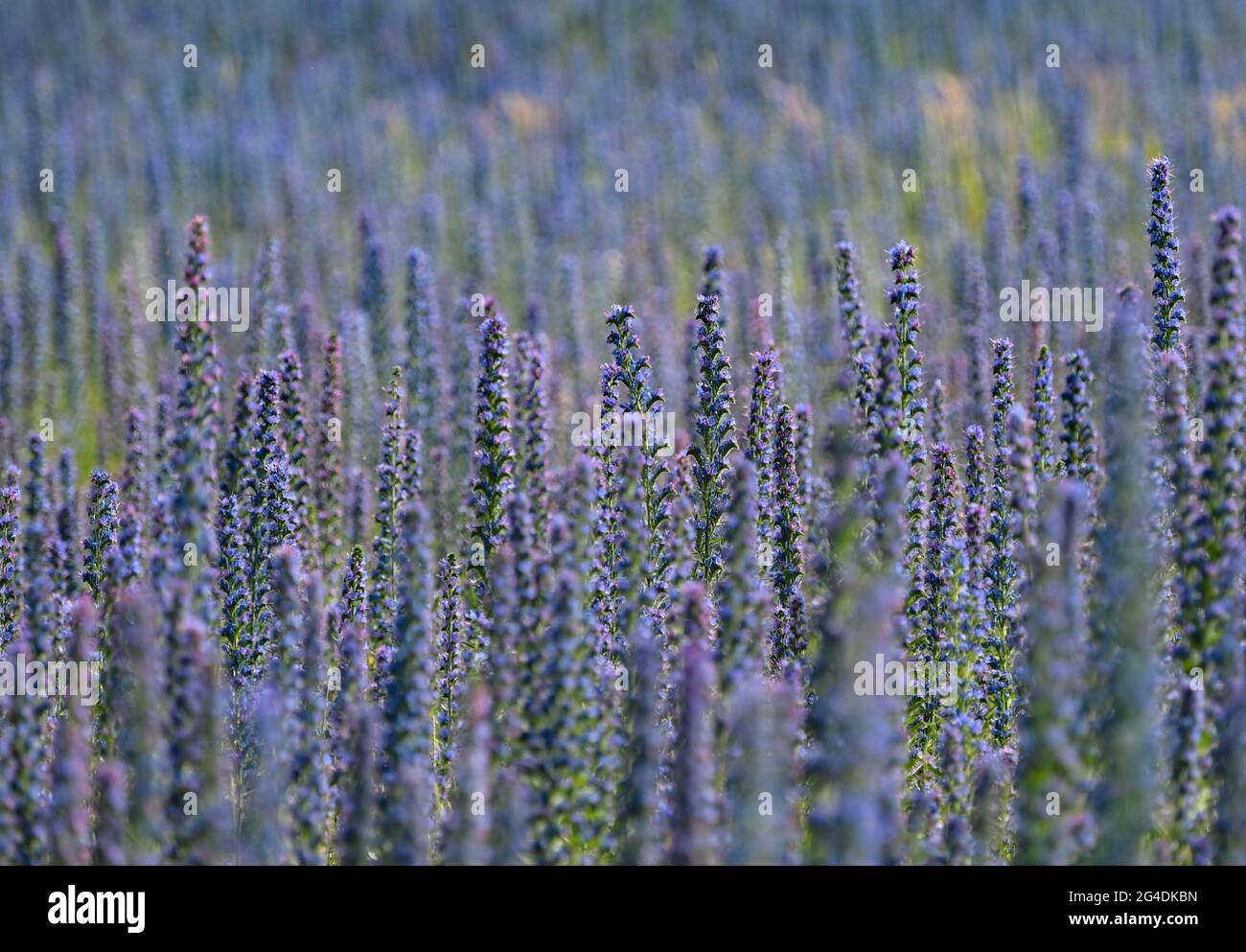 Dubrow, Germany. 21st June, 2021. The common viper's bugloss (Echium vulgare) blooms in large numbers in a meadow. The plant species from the genus of viper's bugloss (Echium) is popularly called 'Blue Henry'. The flowers change colour from red to blue. Credit: Patrick Pleul/dpa-Zentralbild/ZB/dpa/Alamy Live News Stock Photo