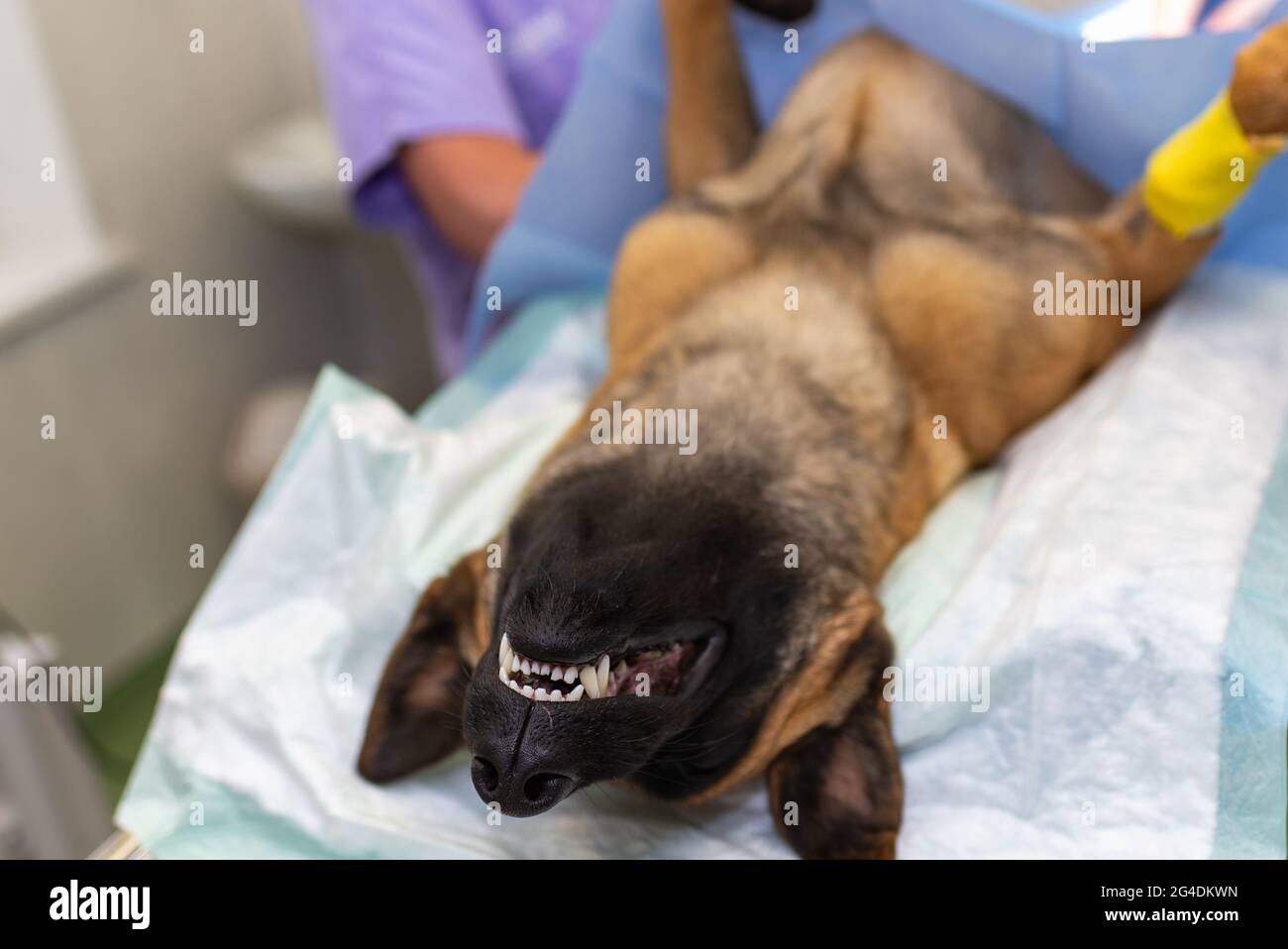 Dog under anesthesia during the surgery in a vet clinic.German shepherd is anesthetized. Veterinary concept.Closeup. Stock Photo
