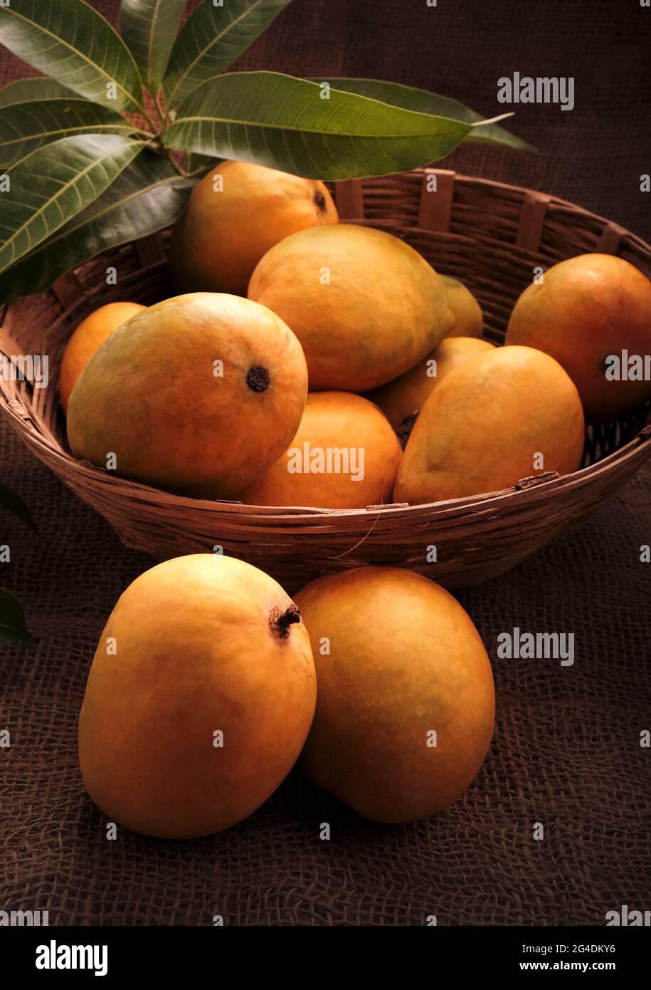 Mango fruits in wooden basket with leaf after harvest from farm, Mango fruits with leaf on Jute background. Stock Photo
