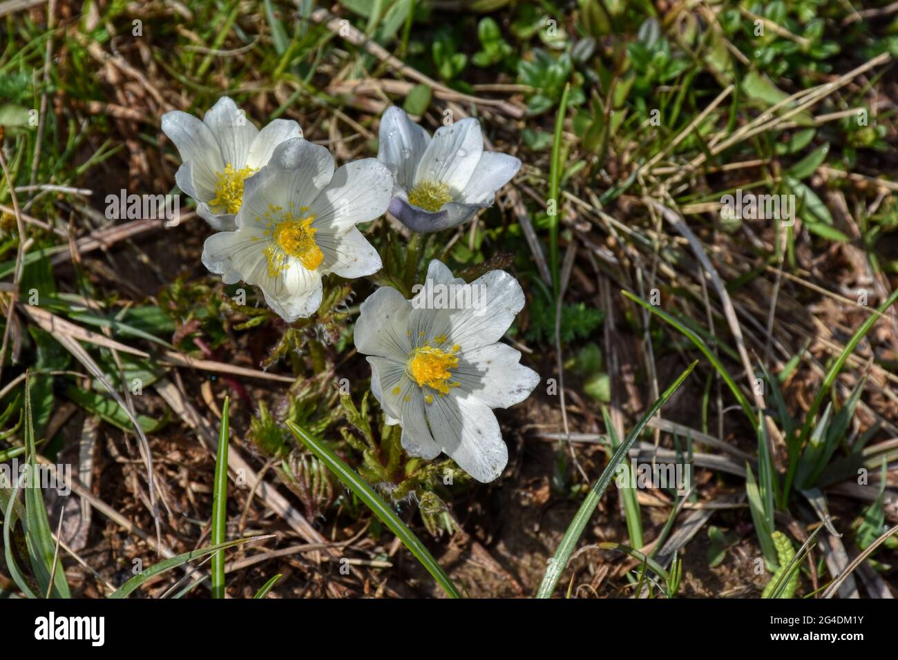 Alpen-Kuhschelle, Kuhschelle, Pulsatilla alpina, Alpen-Küchenschelle,  Küchenschelle, Alpen-Anemone, Anemone, Blume, blühen, Blüte, Bärentatze,  Bertram Stock Photo - Alamy