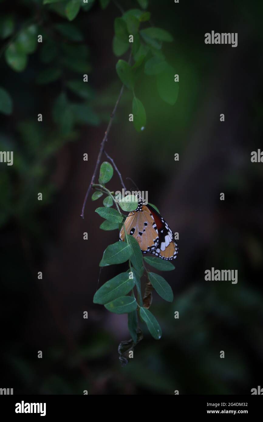 Vertical shot of a butterfly named Plain Tiger on a leaf at night Stock Photo