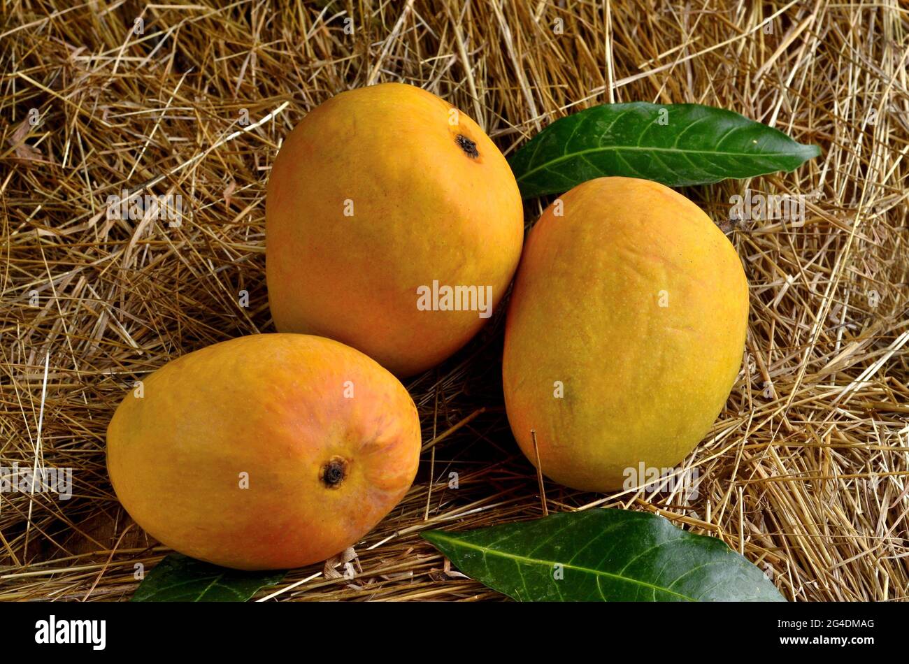 Indian Alphonso mango fruits in grass closeup Stock Photo Alamy