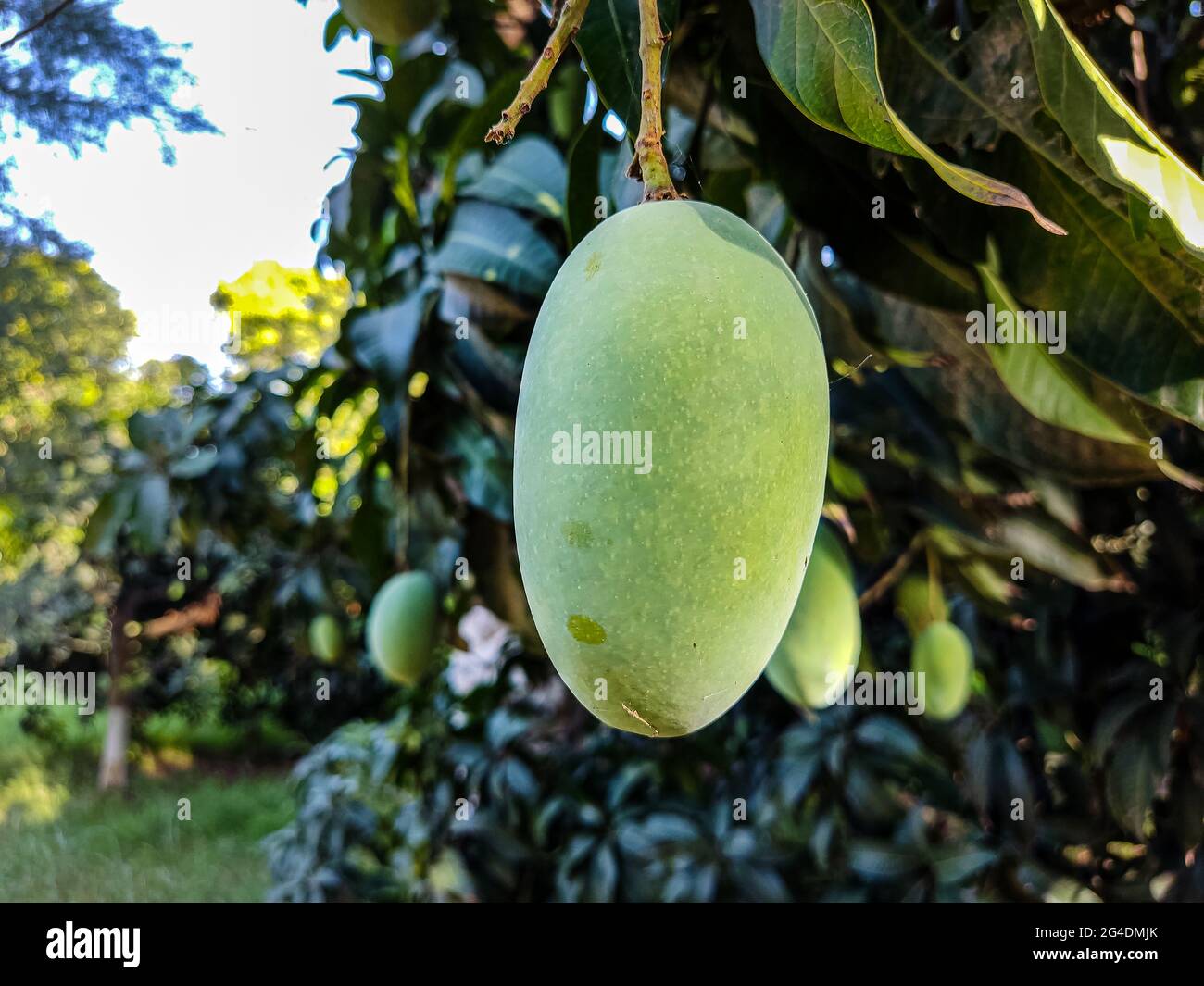 best mangoes in the word are from south punjab and sindh in pakistan A
