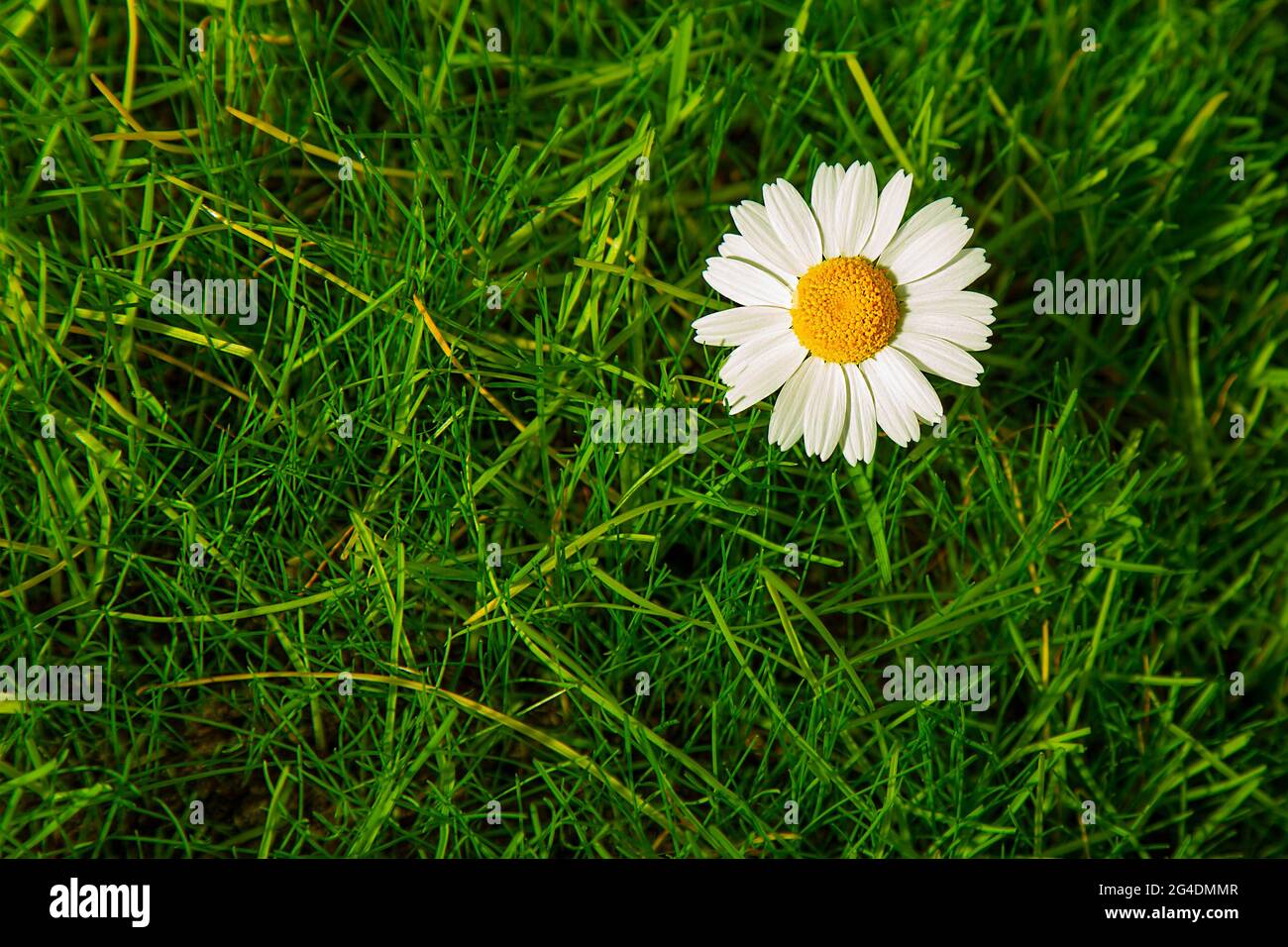 A flower with white chamomile petals on the grass of the lawn. Summer copy space. flatly  Stock Photo