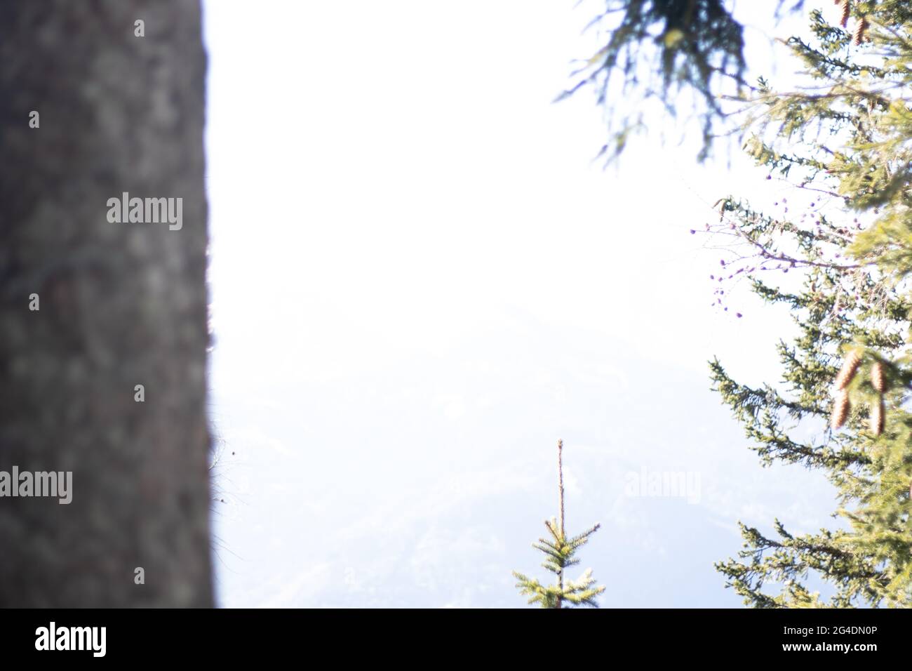 Closeup shot trees growing hi-res stock photography and images - Alamy