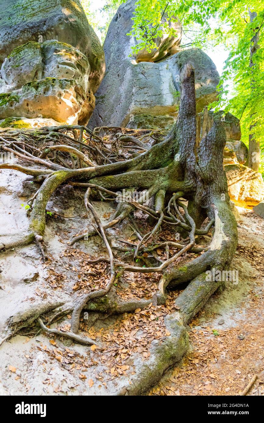 Interwined root system in the dry sandy ground Stock Photo