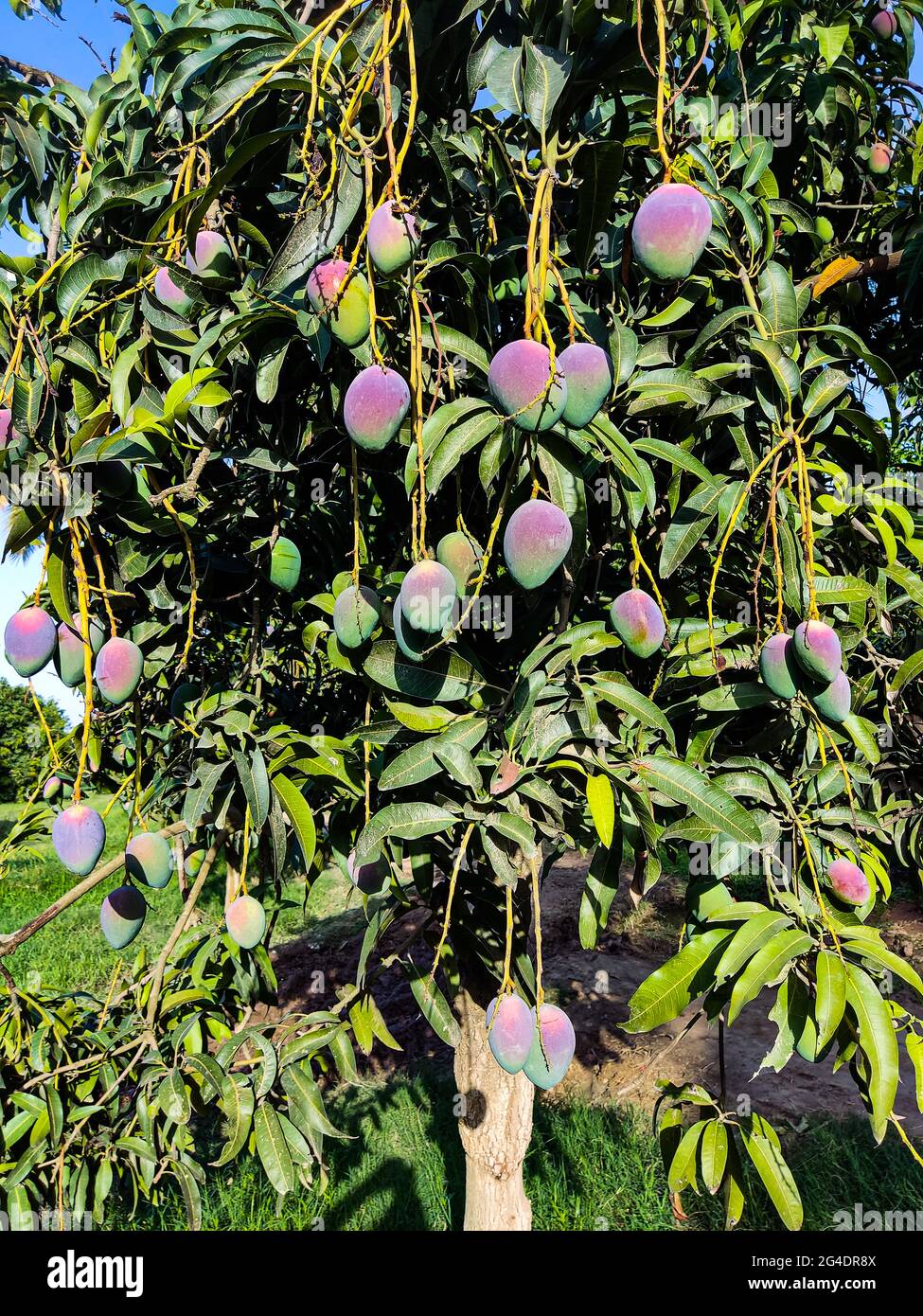best mangoes in the word are from south punjab and sindh in pakistan A mango is an edible stone