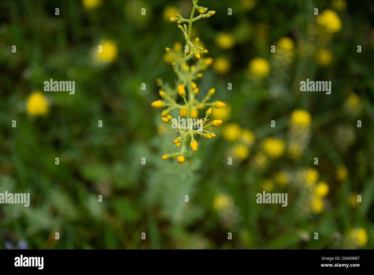 Close up of yellow and purple wildflowers. Lobelias and buttercups  Bolu Abant Turkey Stock Photo