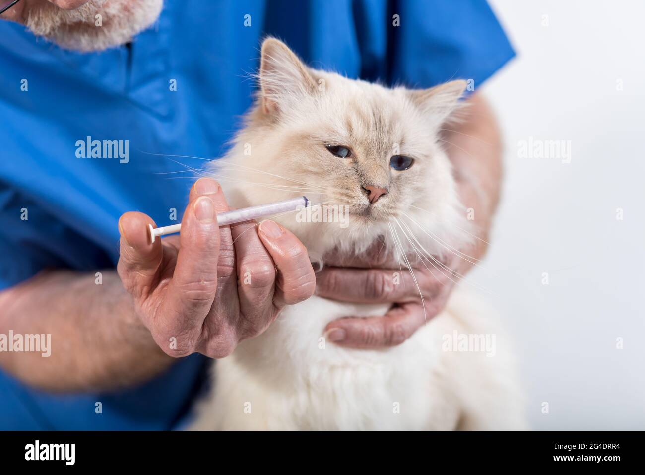 Veterinarian giving medication to a beautiful white sacred cat of burma