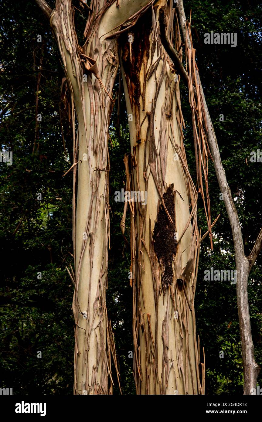 Trunks of two gum trees (eucalyptus grandis) with brown bark peeling away to reveal smooth silver grey surface. Summer, Queensland, Australia. Stock Photo