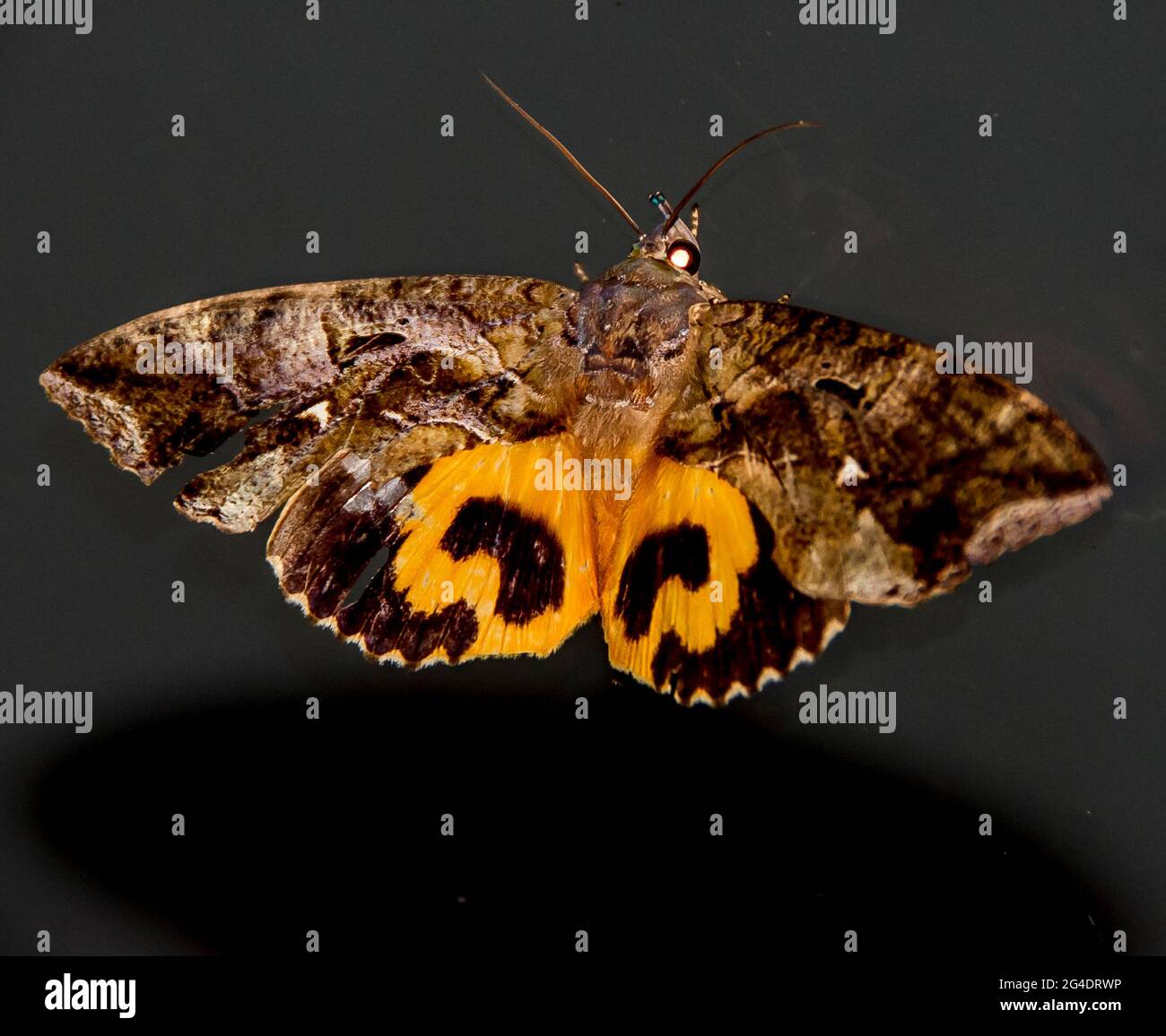 Fruit-piercing moth, Eudocima fullonia, on a black window in Queensland, Australia. Bold brown and orange pattern. Pest for fruit growing. Stock Photo
