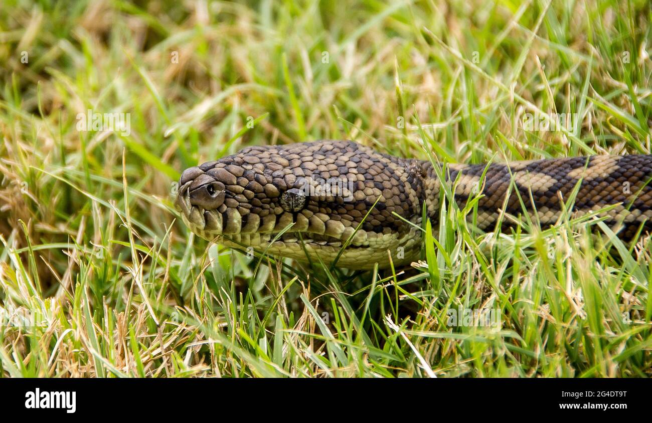 Australian pythons hi-res stock photography and images - Alamy
