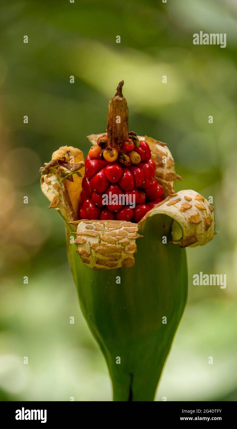 Red fruit, berries, of cunjevoi (native lily,  alocasia brisbanensis), understorey plant in subtropical rainforest, Tambotine Mountain, Australia. Stock Photo