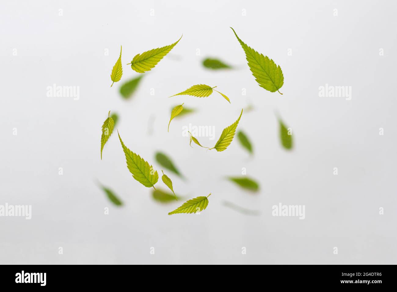 Random circle flying fresh green leaves isolated on white background with copy space Stock Photo