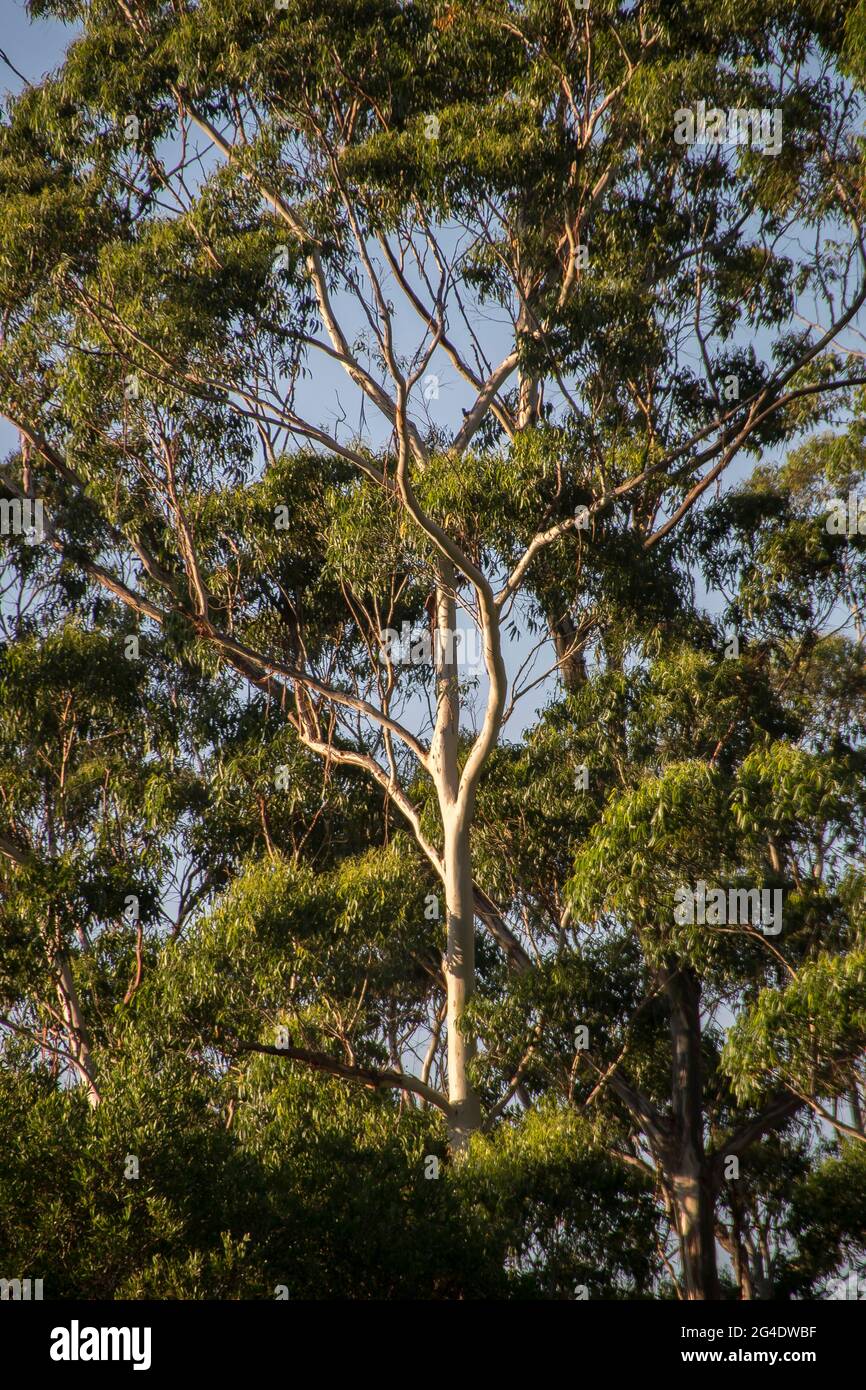 Mature Eucalyptus grandis (flooded gum, rose gum), in subtropical rainforest on Tamborine Mountain, Australia.Green leaves against blue summer sky. Stock Photo