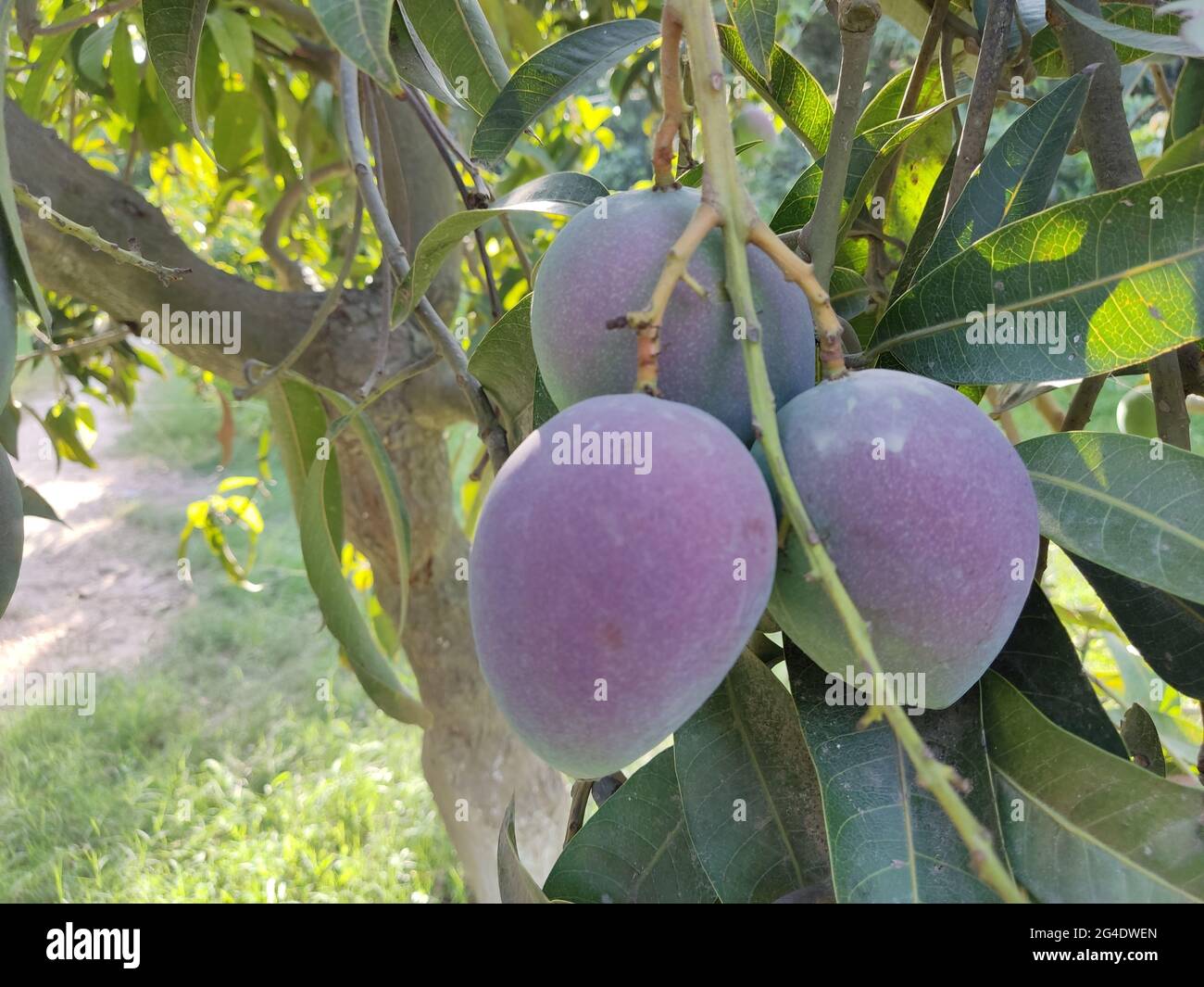 best mangoes in the word are from south punjab and sindh in pakistan A