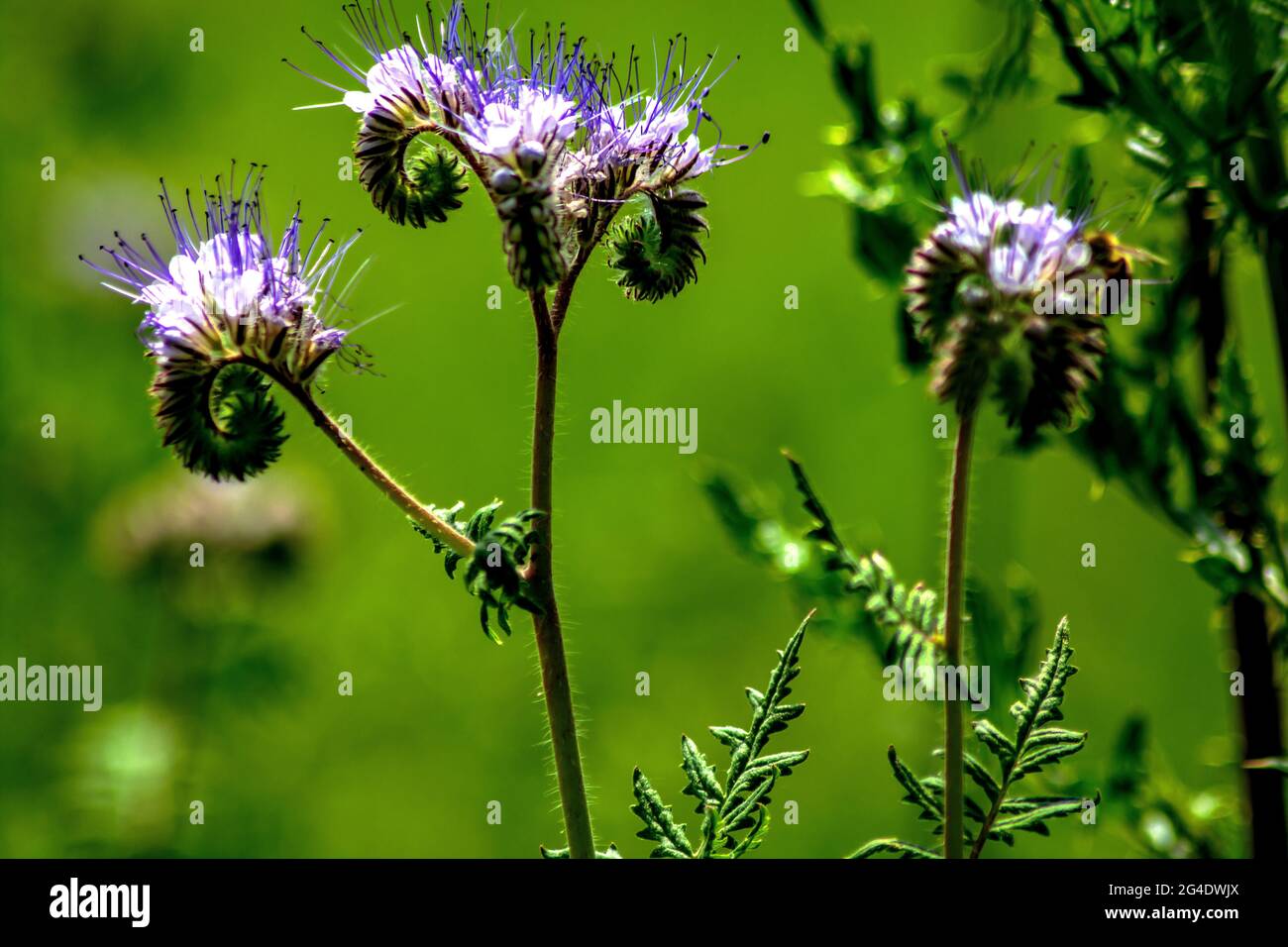 Rainfarn Phacelia Stock Photo