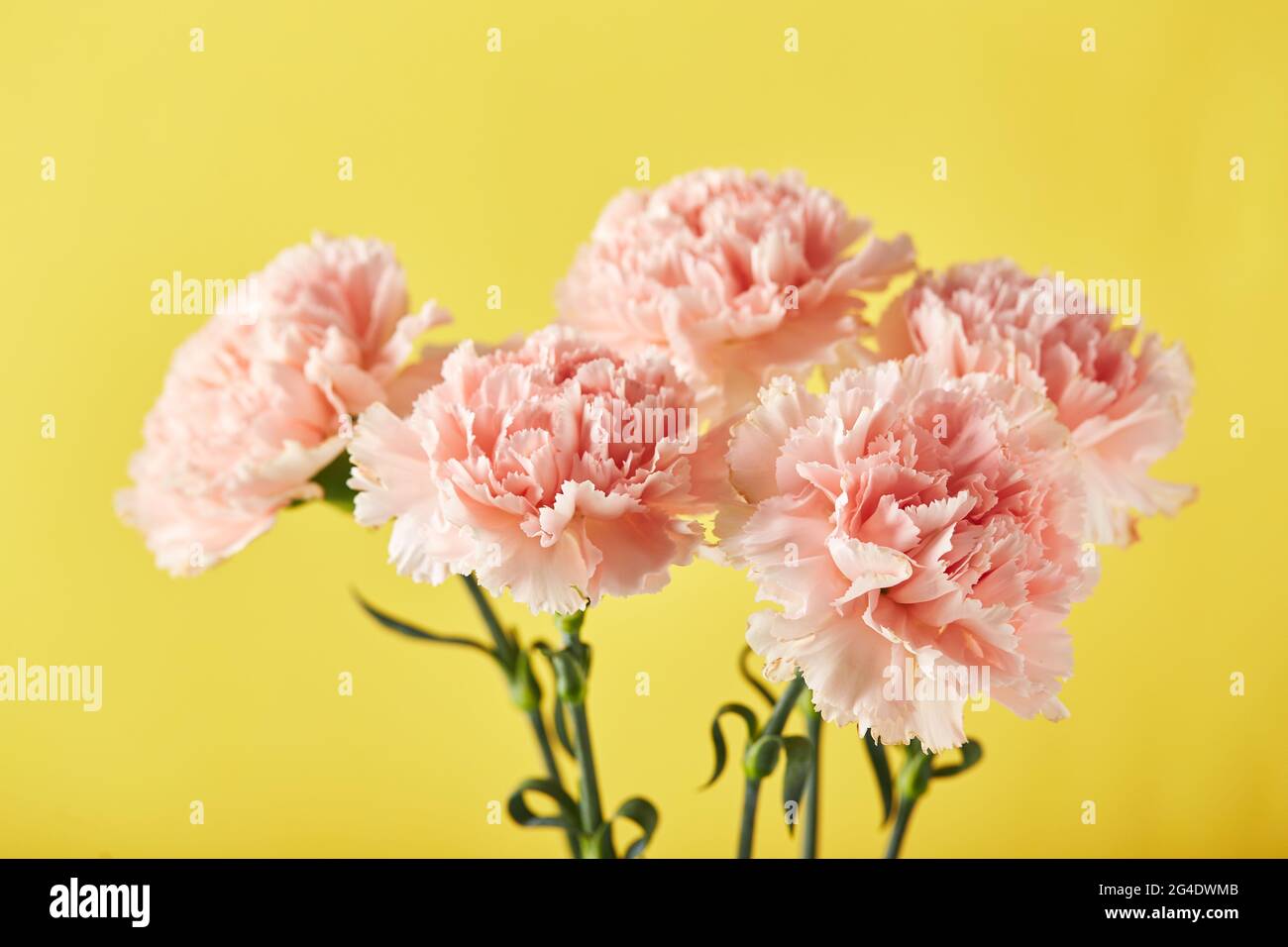 Bouquet of pink carnations. Design concept of holiday greeting with
