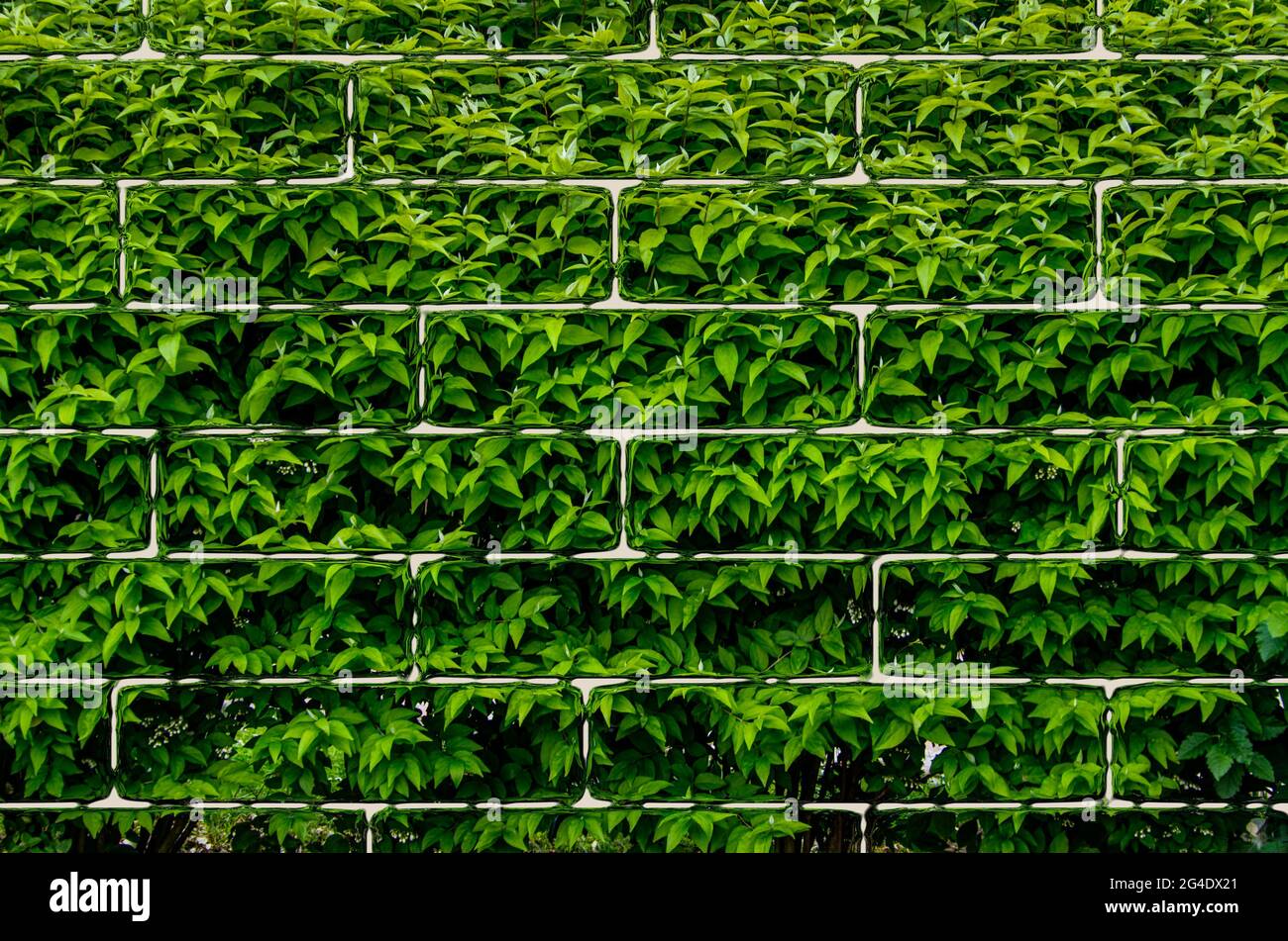 Hedge and brick wall hi-res stock photography and images - Alamy