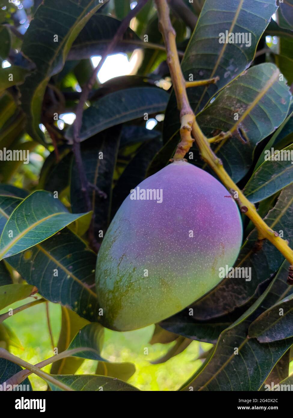 best mangoes in the word are from south punjab and sindh in pakistan A