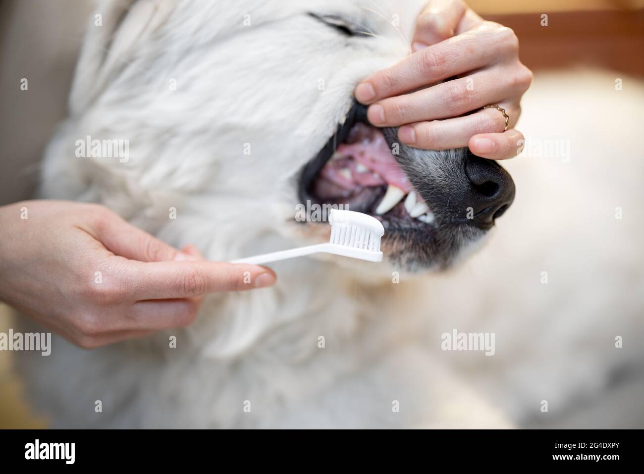 Cleaning dog's teeth with a toothbrush Stock Photo Alamy