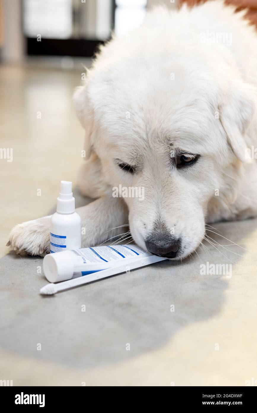 Dog with a toothbrush, paste and spray Stock Photo Alamy