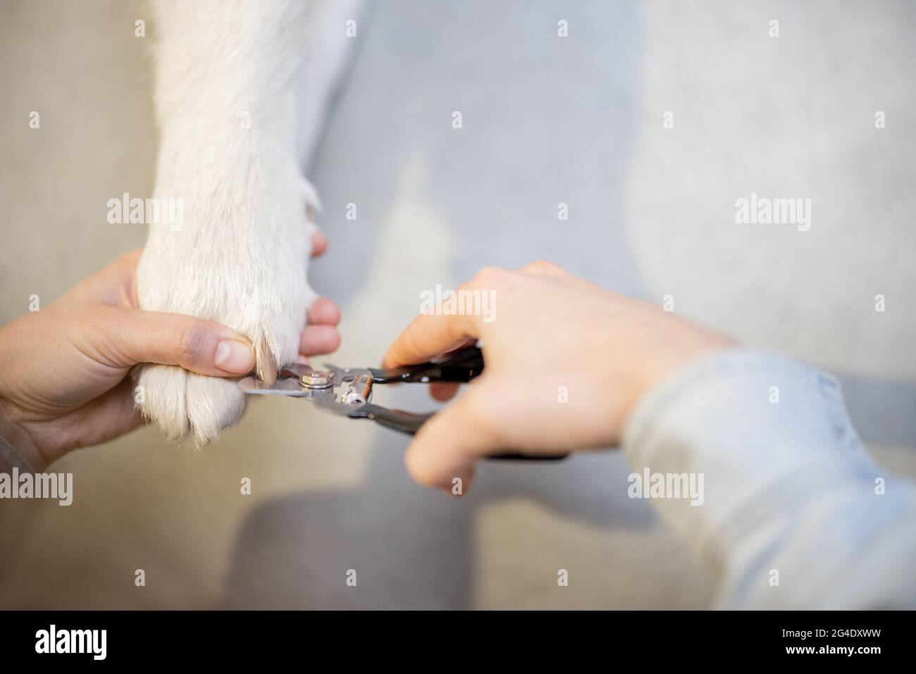 The process of dog's claw trimming Stock Photo Alamy