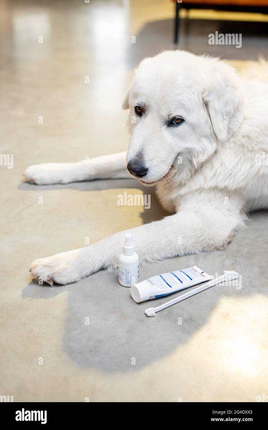 Dog with a toothbrush, paste and spray Stock Photo Alamy