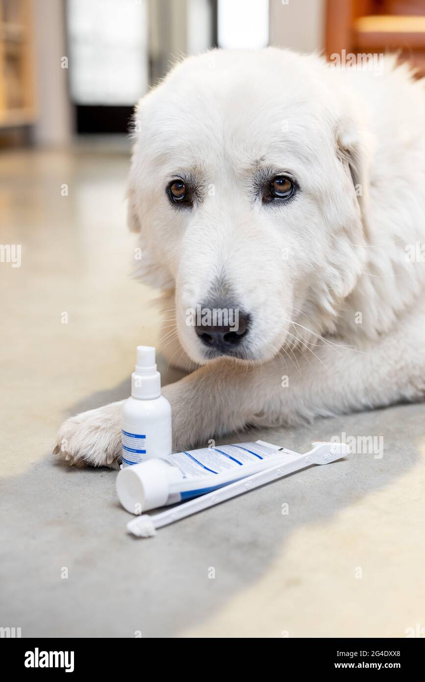 Dog with a toothbrush, paste and spray Stock Photo Alamy