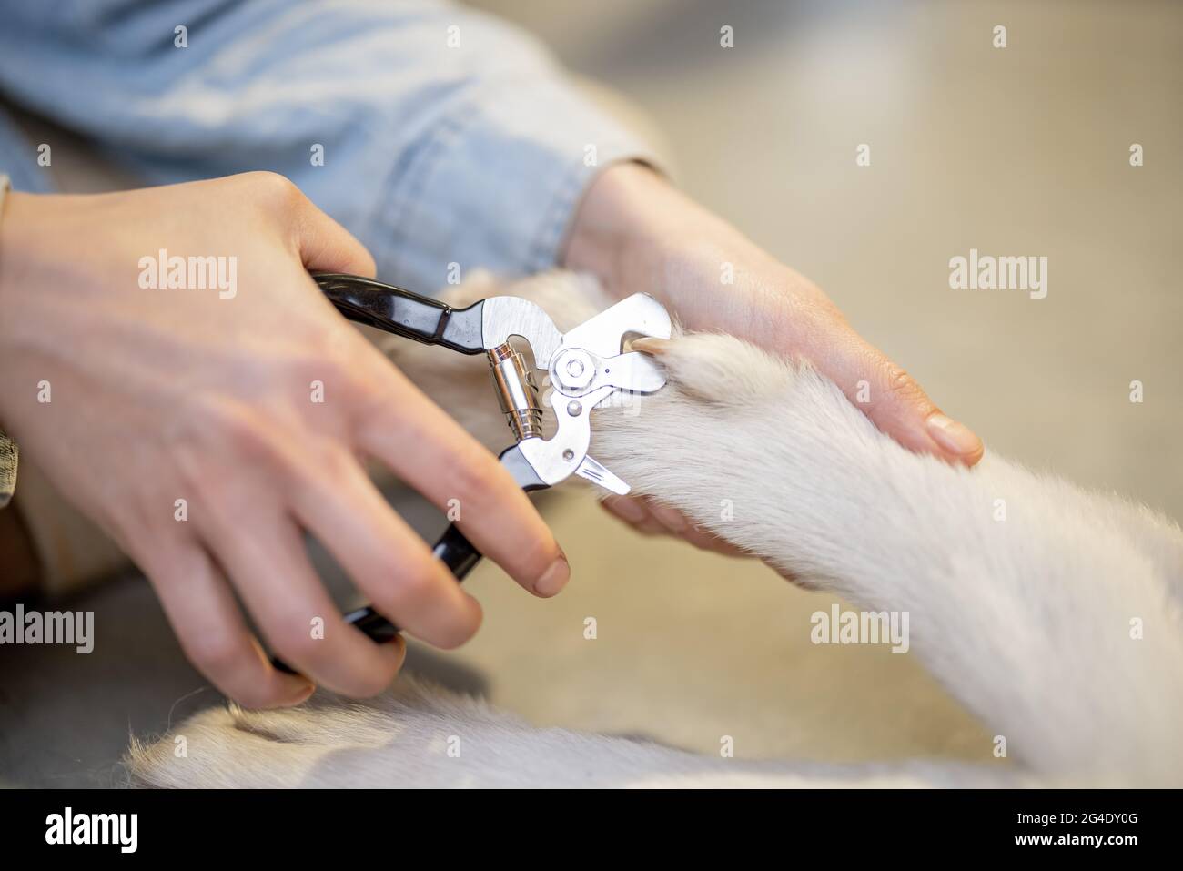 The process of dog's claw trimming Stock Photo Alamy