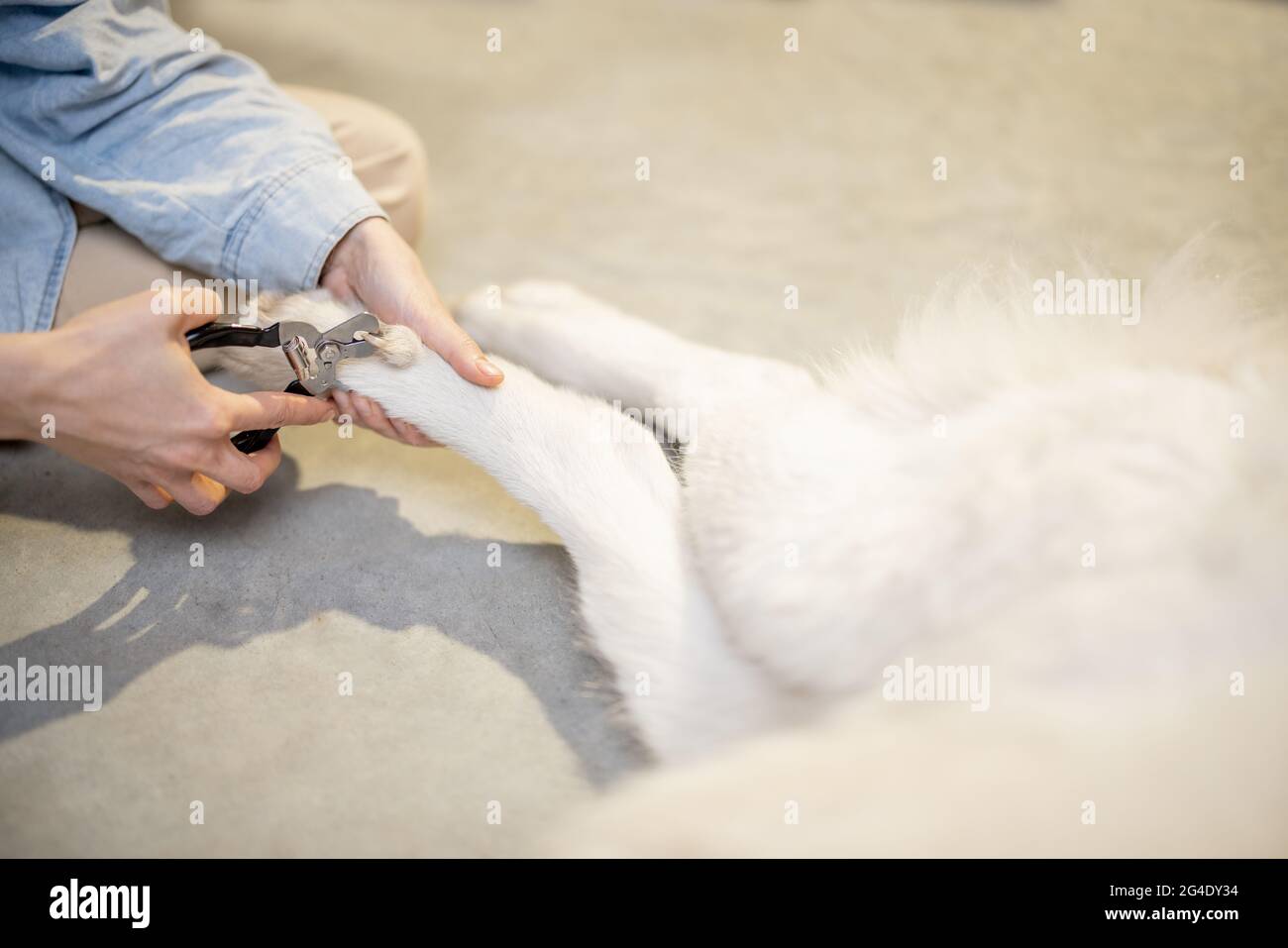 The process of dog's claw trimming Stock Photo Alamy