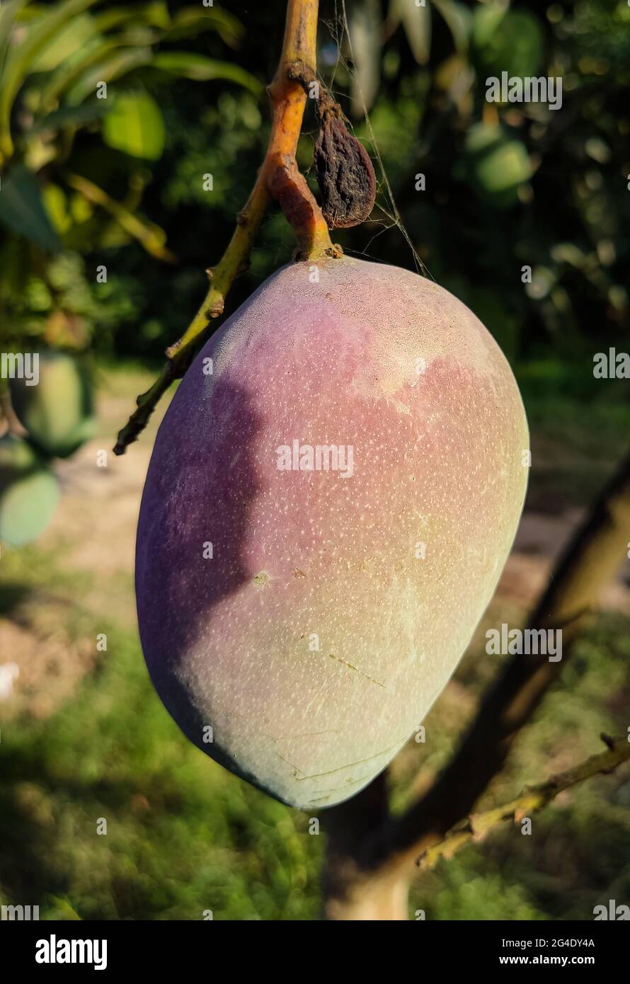 best mangoes in the word are from south punjab and sindh in pakistan A mango is an edible stone