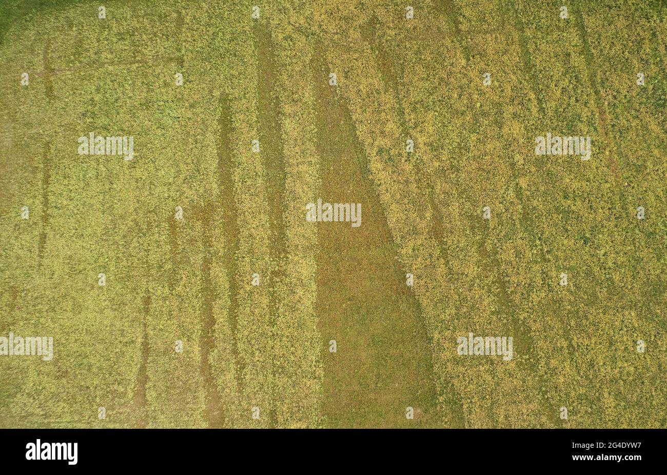Field of flowers top view hi-res stock photography and images - Alamy