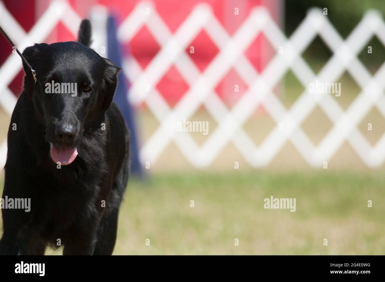 Retriever in dog show ring Stock Photo Alamy