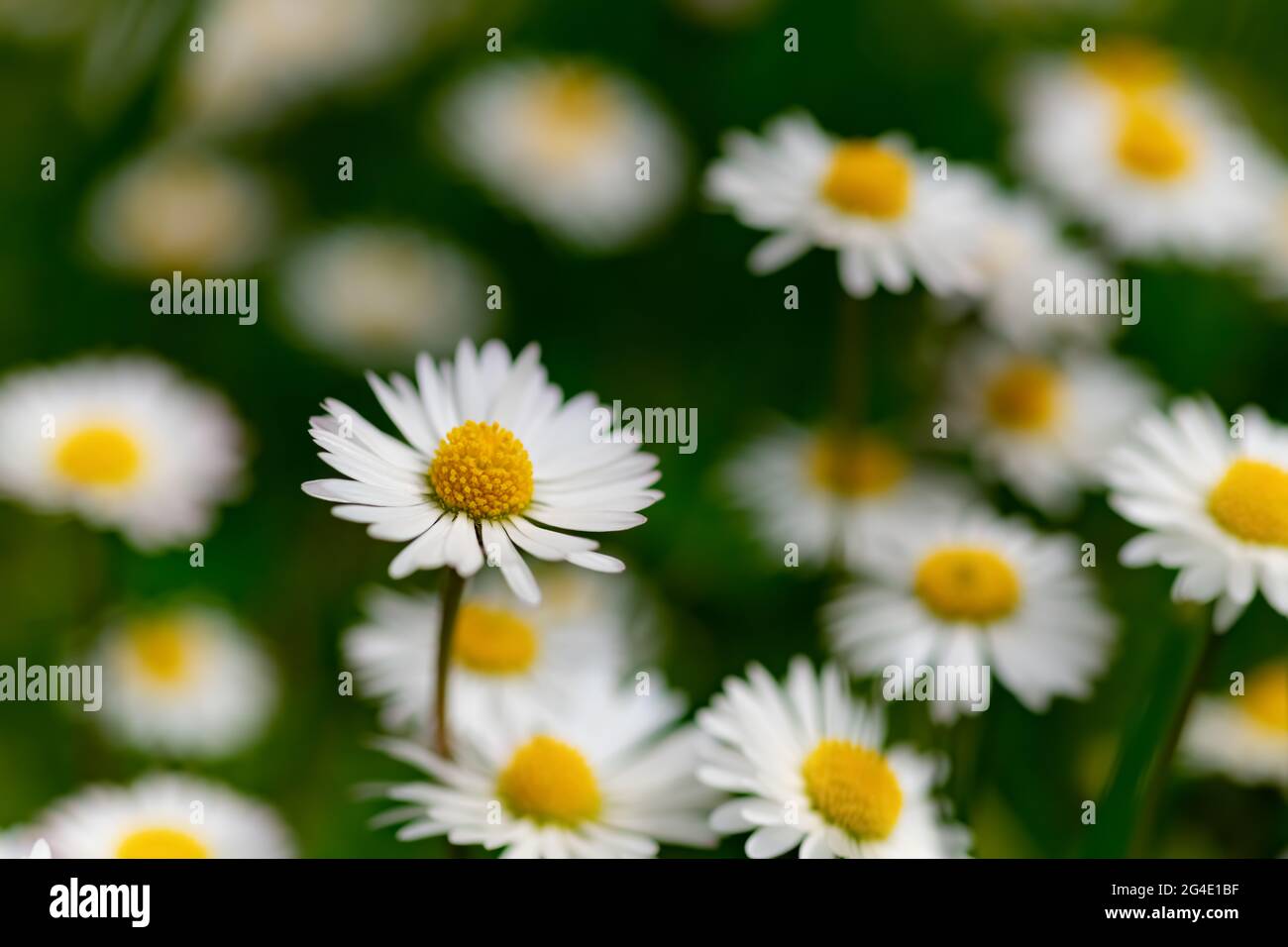 Common Daisy Bellis Perennis Is A Popular Small Flower With White Petals And Yellow Stamens Meadow With Dozens Of Blooming Lawn Daisies Stock Photo Alamy Common Daisy Bellis Perennis Is A Popular Small Flower With White Petals And Yellow Stamens Meadow With Dozens Of Blooming Lawn Daisies Stock Photo Alamy