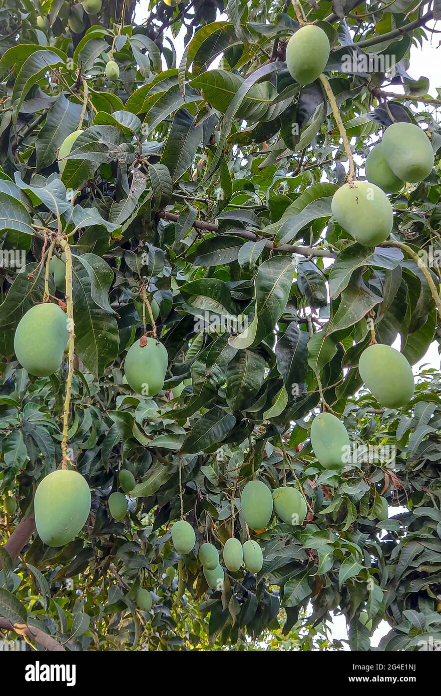 best mangoes in the word are from south punjab and sindh in pakistan A