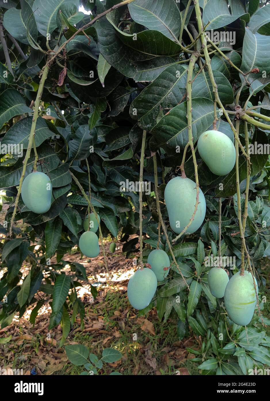 best mangoes in the word are from south punjab and sindh in pakistan A