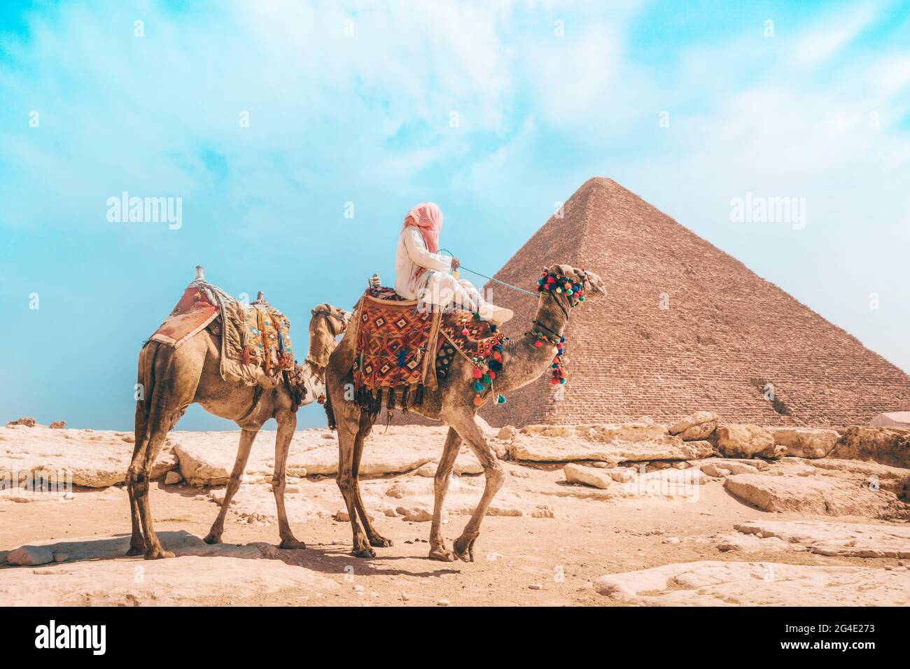 Camels with a local Bedouin walk through desert near the Great Pyramid of Khufu in Giza near Cairo, Egypt. Stock Photo